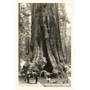 The Vintage Journal General Grant Sequoia, Kings Canyon National Park -- Found I